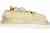 Fossil Early Ungulate (Dremotherium) Jaw - France #218514-1